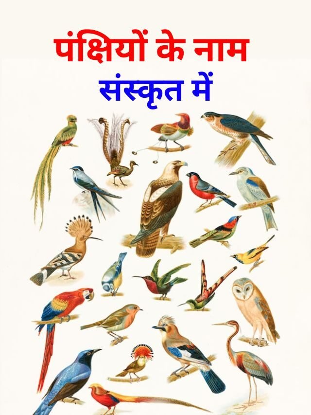 Bird Name in Sanskrit | संस्कृत में पक्षियों के नाम