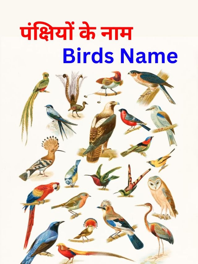 10 Birds Name in Hindi and English